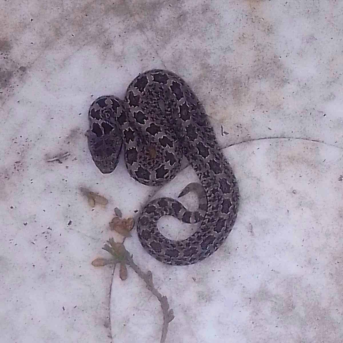 Cría de cascabel es encontrada en un domicilio de la CDMX