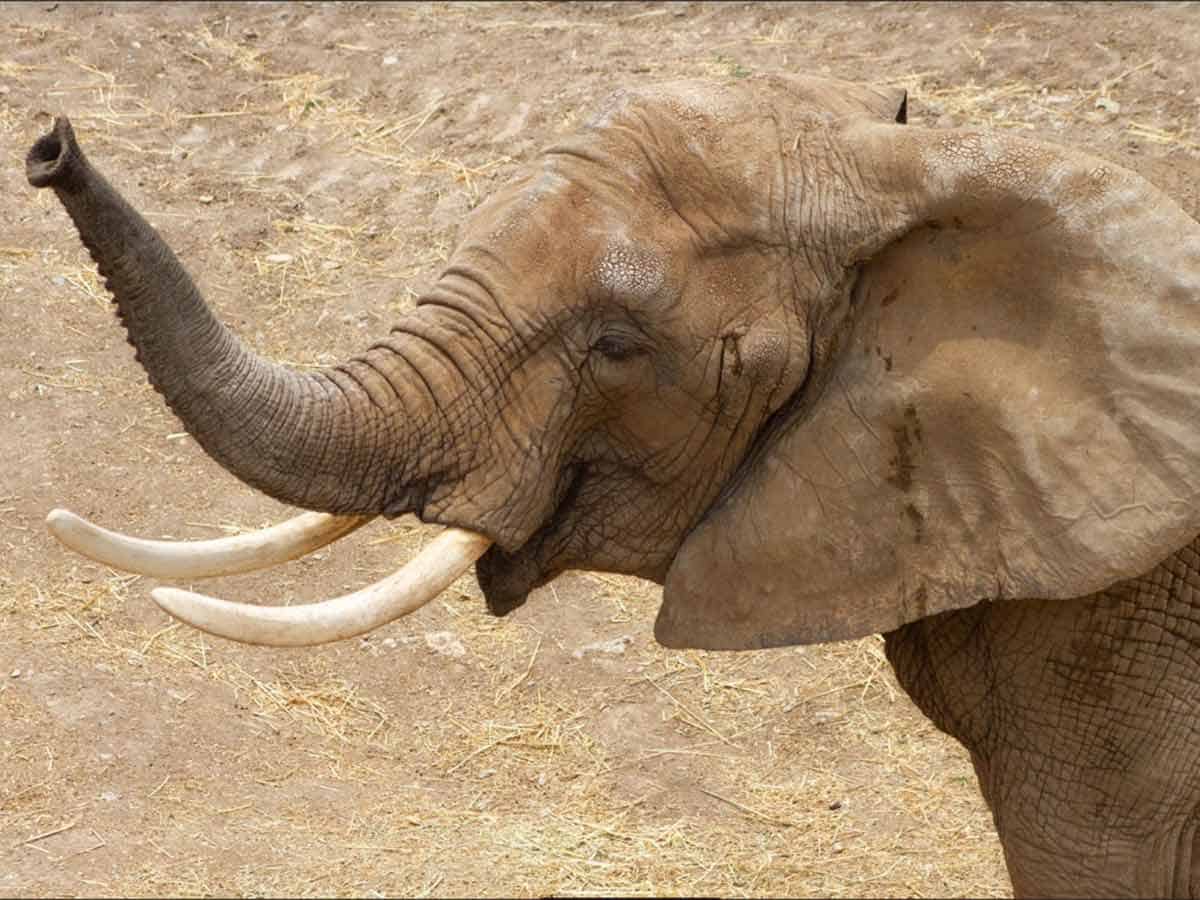 Ella es la elefanta Gipsy y a partir de ahora vivirá en el zoológico de Aragón