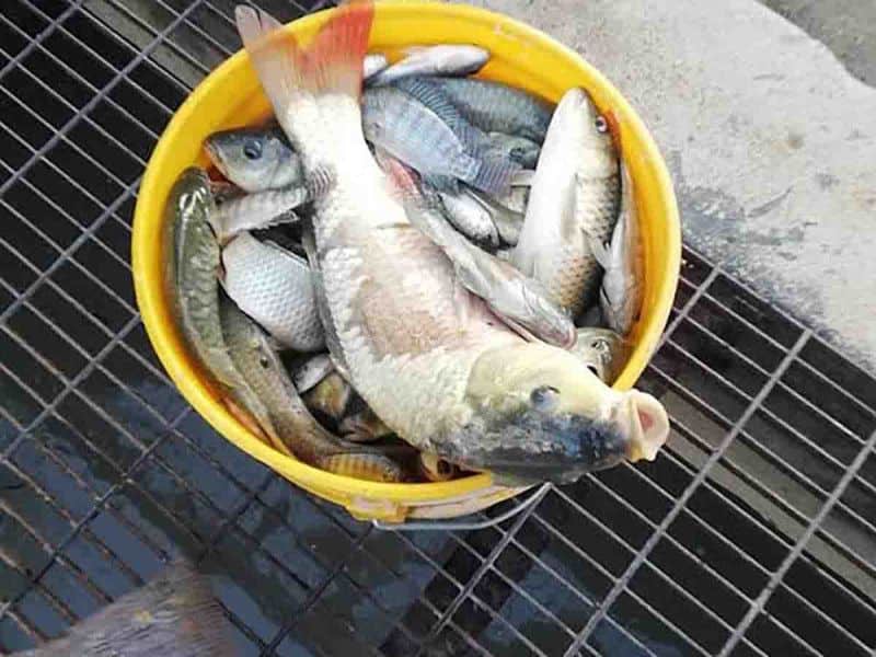 En Hidalgo, se desbordan peces muertos en canales de agua negra por sequía