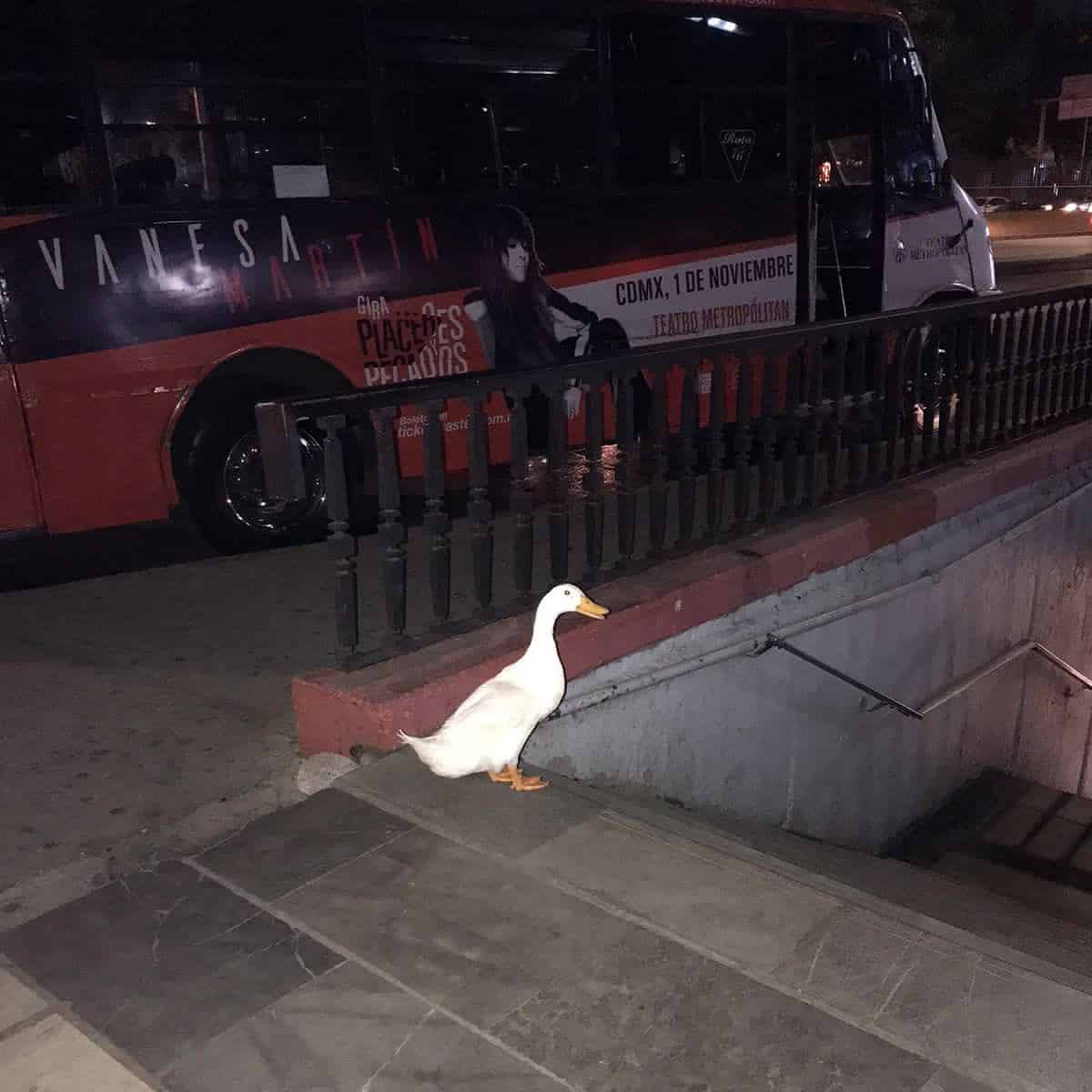 Patito en fuga, sale de lago de Chapultepec, para escapar en el Metro