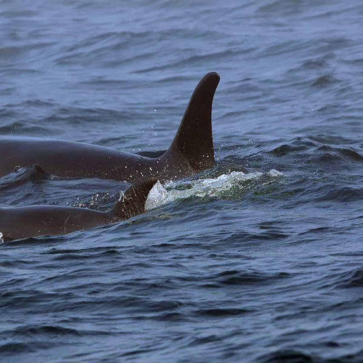 ¡Vaya susto! Orcas atacan yates en plena competencia