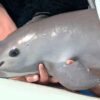 Vaquita marina al borde de la extinción.
