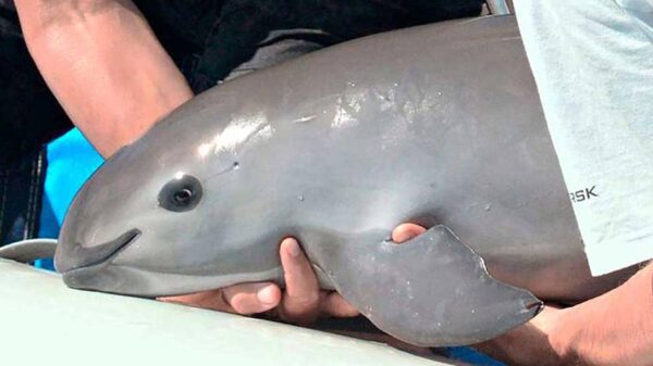 Vaquita marina al borde de la extinción.