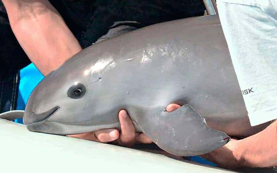 Vaquita marina al borde de la extinción.