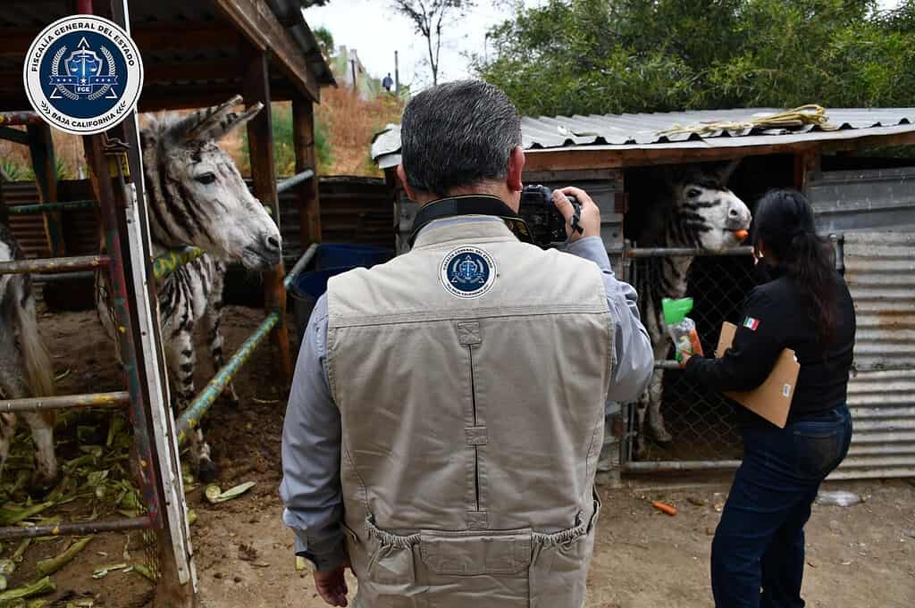 Rescatan a cinco burras pintadas de cebra en cateo por maltrato animal