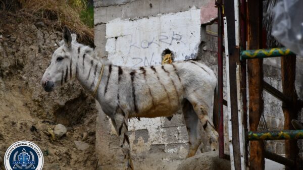 Rescatan a cinco burras pintadas de cebra en cateo por maltrato animal