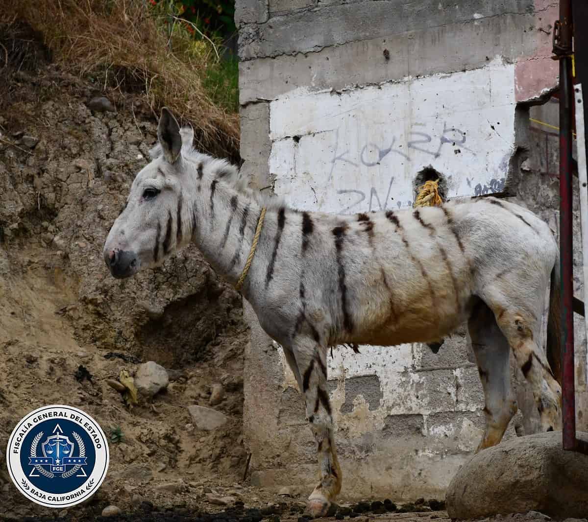 Rescatan a cinco burras pintadas de cebra en cateo por maltrato animal