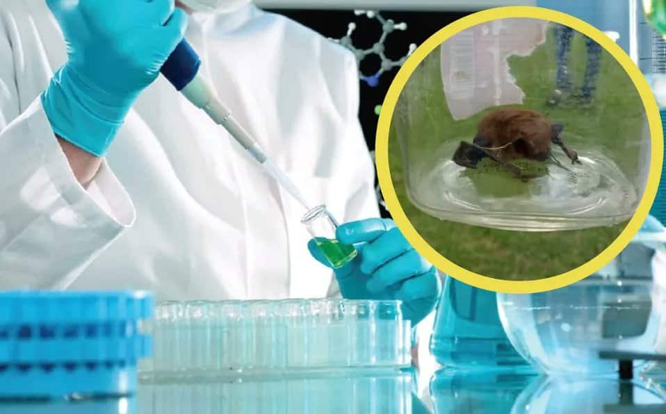 Se registra el primer caso de rabia desde 2005 en Tlaxcala, por mordida de murciélago