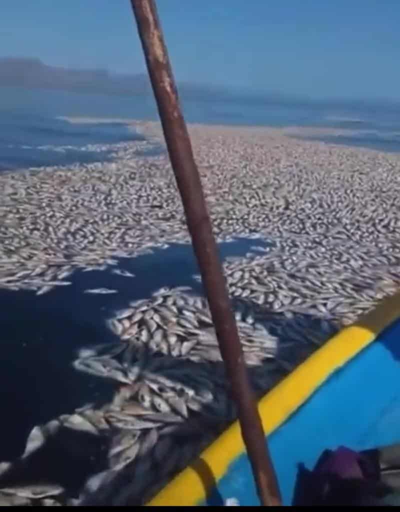 Muerte masiva de sardinas en playas de Baja California Sur