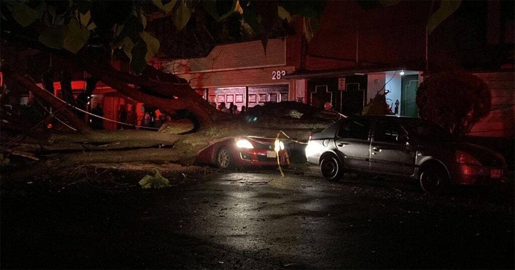 Mujer muere tras caerle encima un árbol por intensas lluvias en CDMX