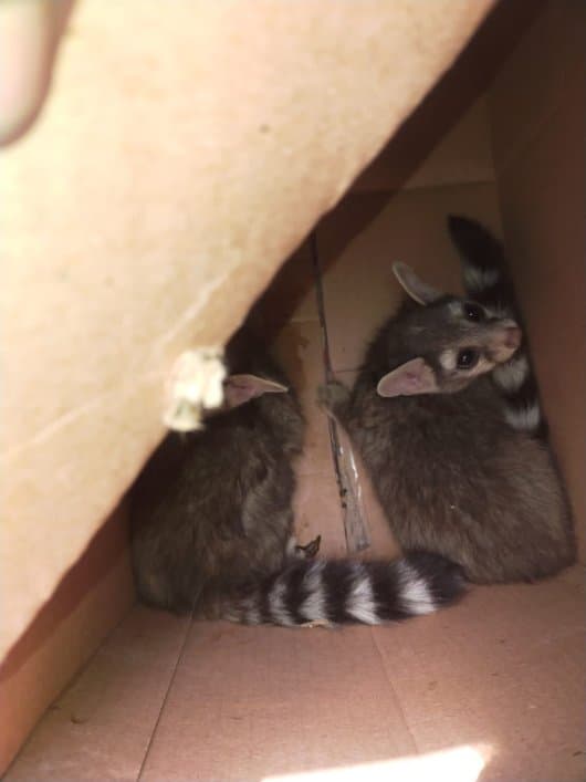 Dos cacomixtles y una zarigüeya ‘bebés’ fueron rescatados por bomberos de CDMX