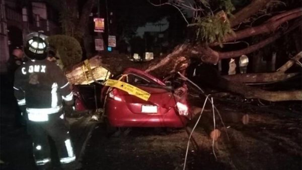 Mujer muere tras caerle encima un árbol por intensas lluvias en CDMX