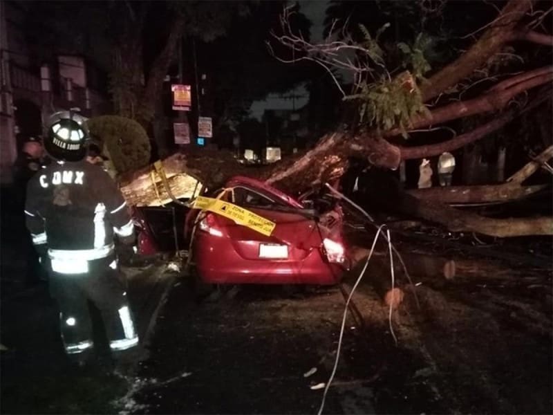 Mujer muere tras caerle encima un árbol por intensas lluvias en CDMX