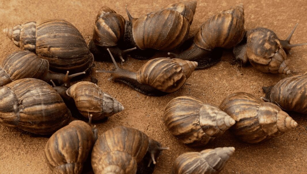 Cuarentena en Florida por plaga de caracoles africanos