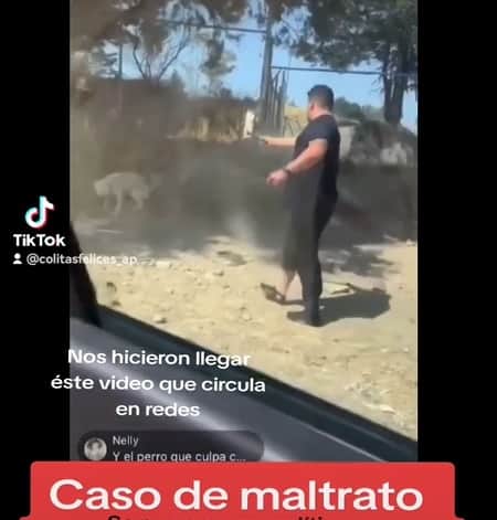 Denuncian a presunto político que asesina a perros en Tlaxcala