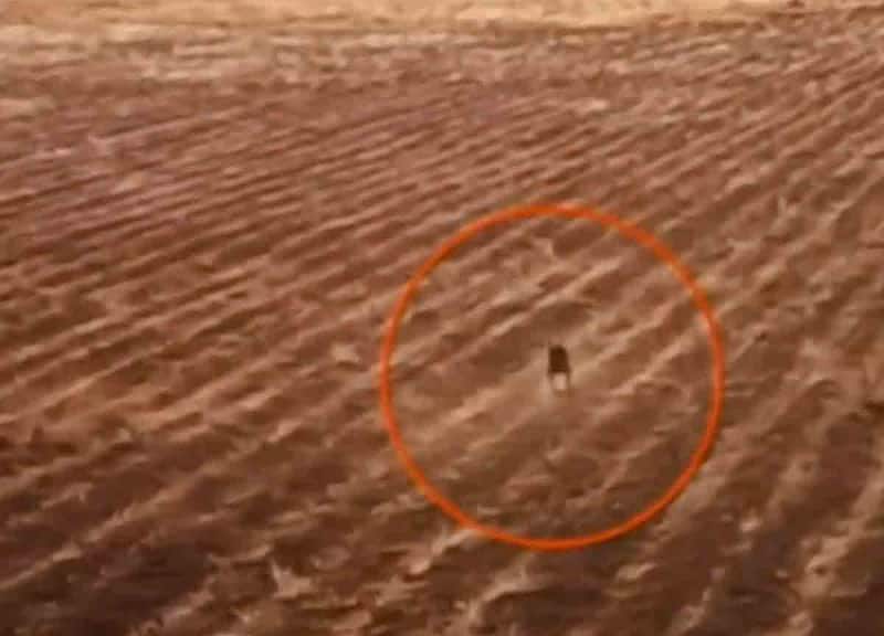 Extraña criatura en Bolivia es captada en video por un Dron