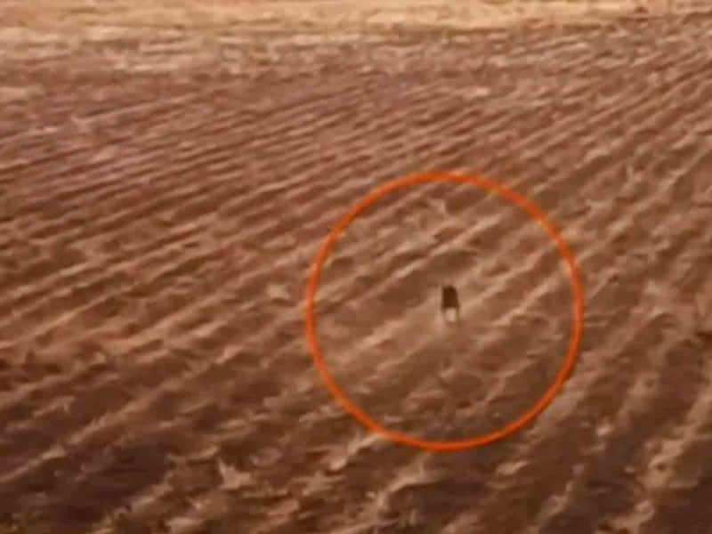 Extraña criatura en Bolivia es captada en video por un Dron