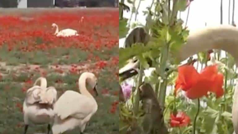 Cisnes invaden campos de amapola, se vuelven adictos y están perdiendo la capacidad de volar en Eslovaquia