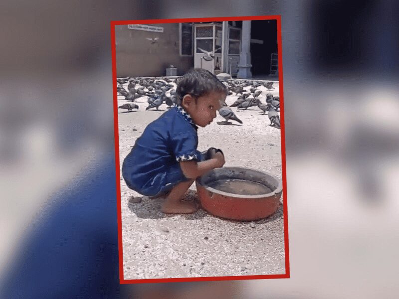 ¡Que conmovedor!, niño compasivo se apiada de las aves y les da agua