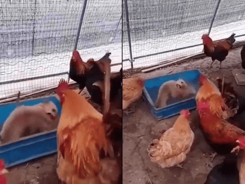 Pelea clandestina de perros en gallinero