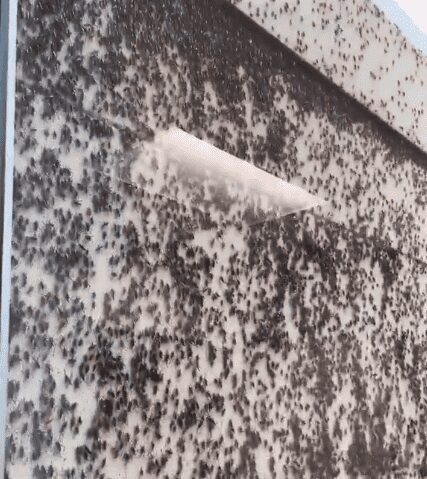 Enjambre de grillos invade las calles de Elko, Nevada