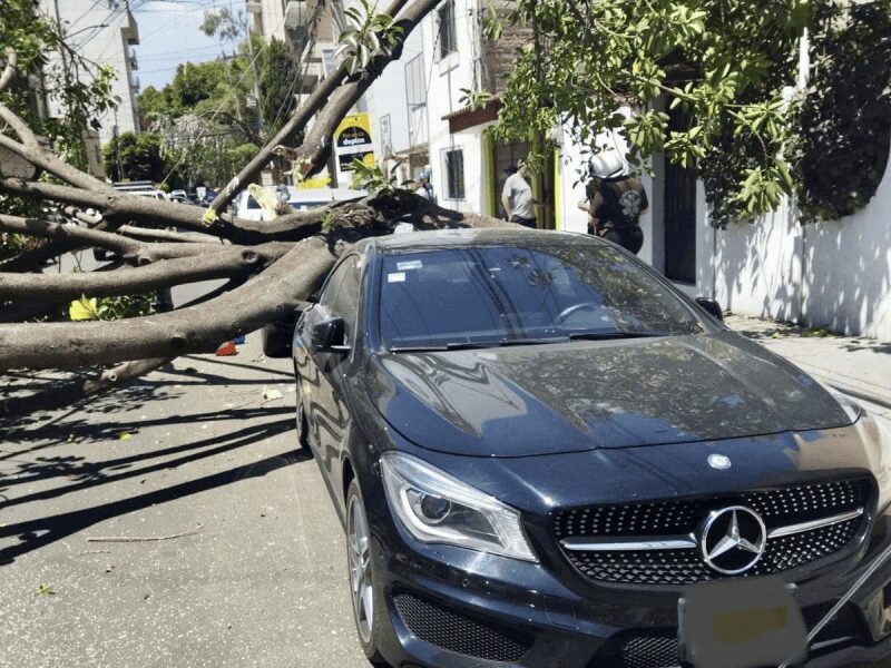 Árbol de 15 metros de altura aplasta a un carro en CDMX