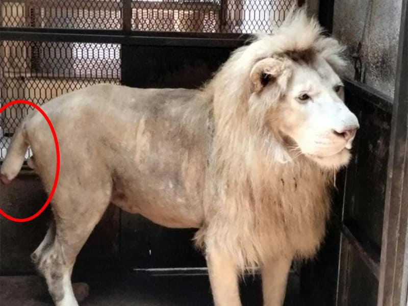 Un león blanco fue rescatado en Michoacán por la PROFEPA. Se encontraba en pésimas condiciones de salud