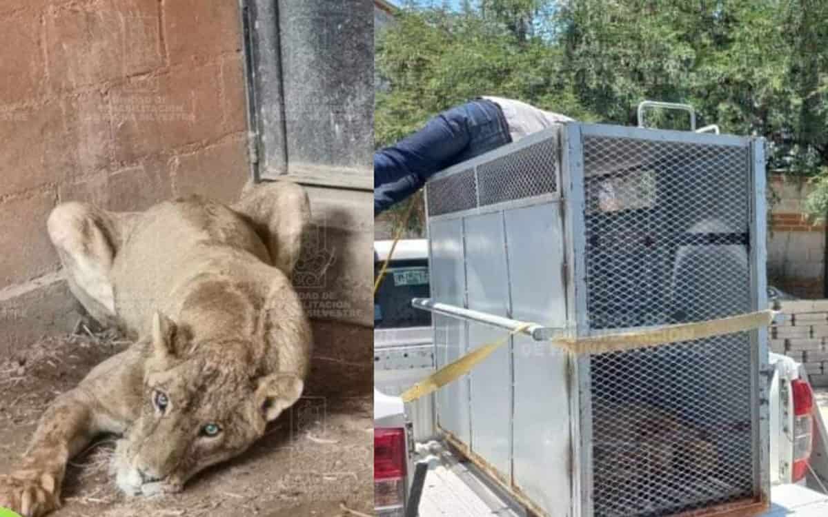 En Hidalgo, el dueño de una leona desnutrida es multado por maltrato animal