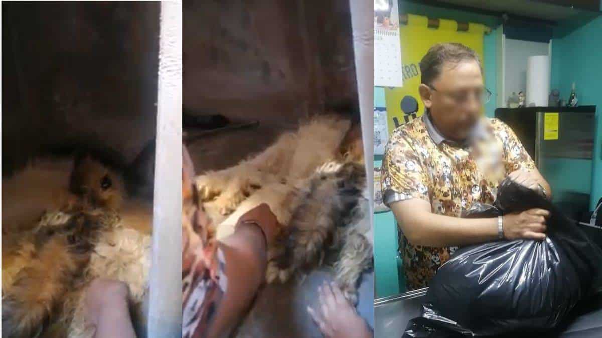 Torturan a perrito hasta romperle la cadera