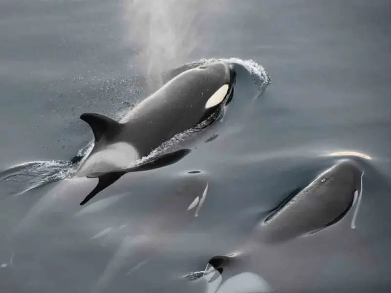 Orca bebé pide ayuda a un grupo de pescadores para liberar a su madre