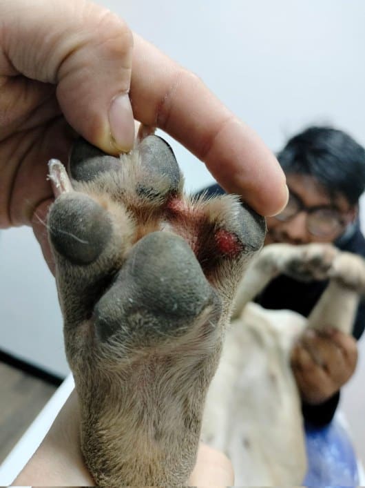 Perrita que fue rescatada tras estar amarrada en plena ola de calor, requiere cirugía