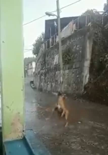 Perrito festeja la lluvia que se registró en Zacatlán Puebla; luego del incendio forestal