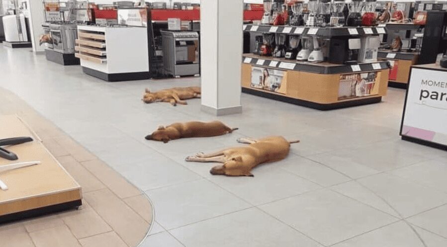 Elektra deja entrar a perritos a sus tiendas para protegerse del calor