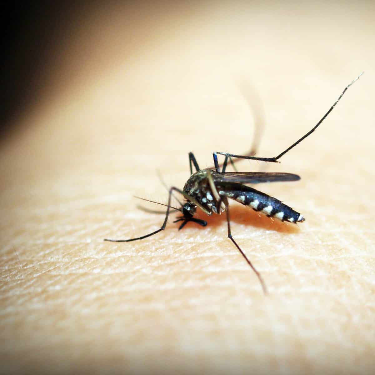 Brote de malaria en Estados Unidos: detectan 5 casos en Florida y Texas