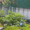 Planta de marihuana crece al interior de la agencia antinarcomenudeo en CDMX