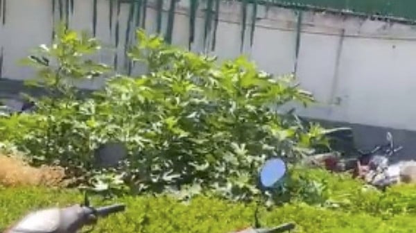 Planta de marihuana crece al interior de la agencia antinarcomenudeo en CDMX