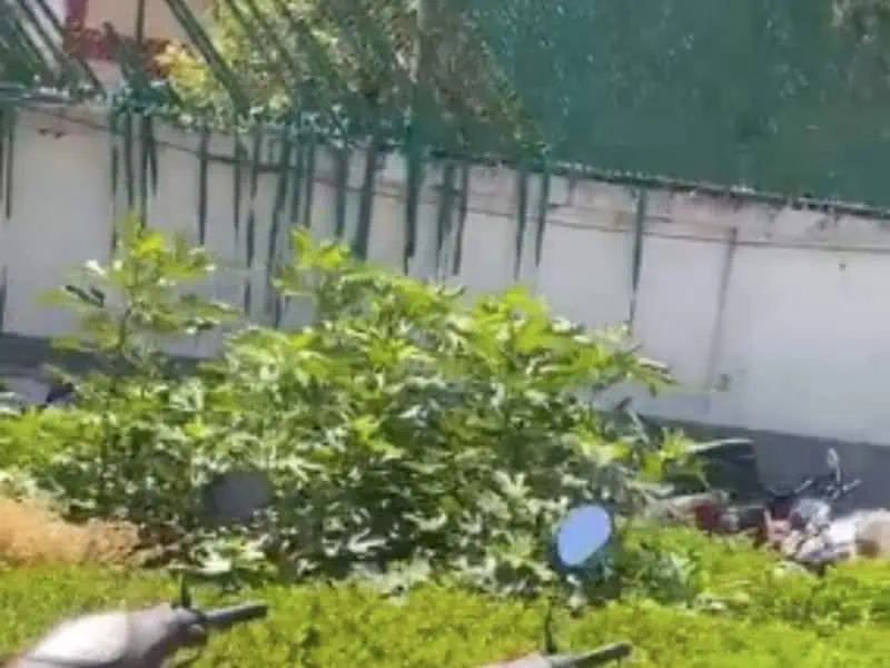 Planta de marihuana crece al interior de la agencia antinarcomenudeo en CDMX