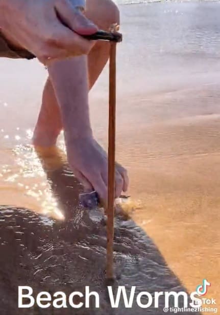 Difunden la existencia de gusanos bajo la arena de las playas y causa terror en redes