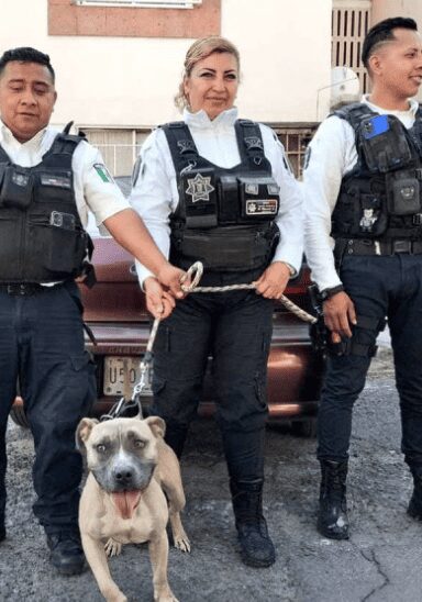 Policías salvan a perrito de morir por calor extremo