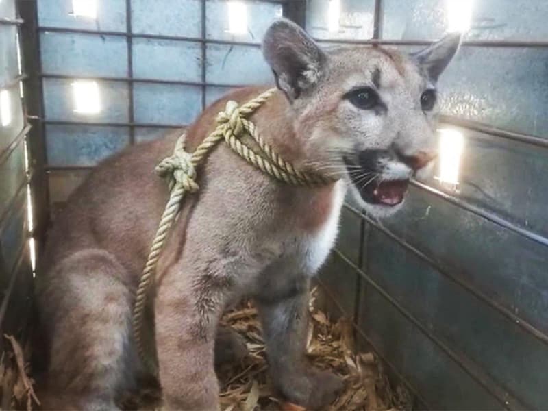 Encuentran a cachorro de puma en casa en obra en Sinaloa