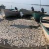 Cientos de sardinas muertas flotan en costas de Sinaloa