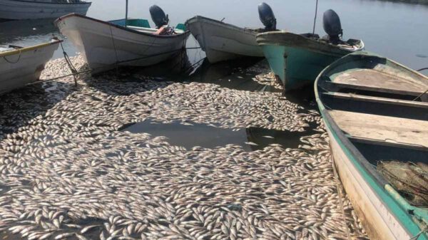 Cientos de sardinas muertas flotan en costas de Sinaloa