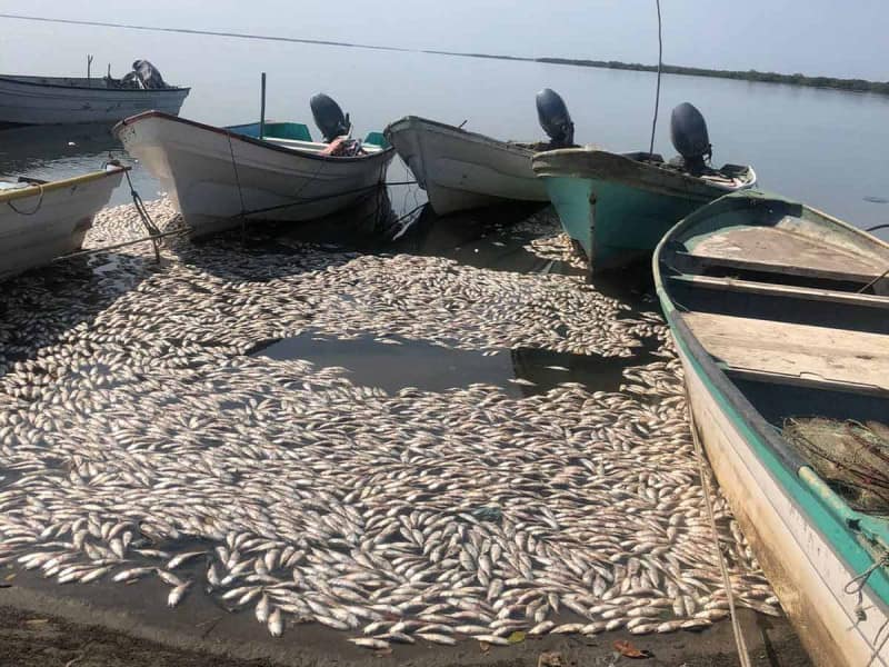 Cientos de sardinas muertas flotan en costas de Sinaloa