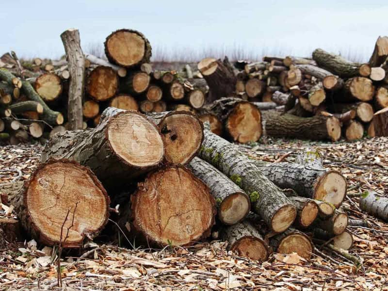 Vinculan a proceso a 5 personas por tala ilegal del bosque del Ajusco