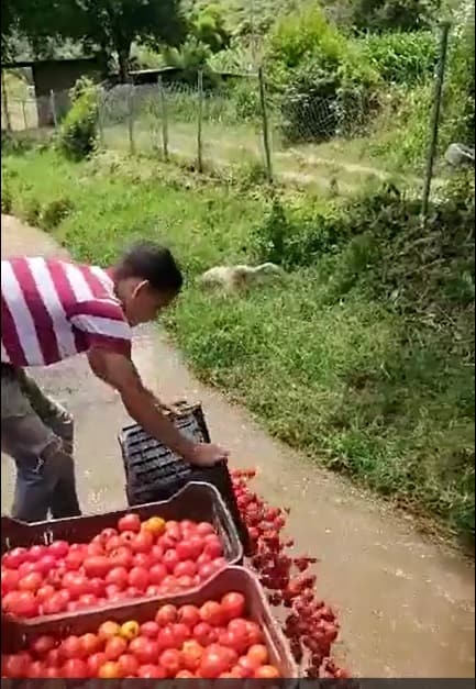 Crisis de gasolina termina con cosecha de tomates en Venezuela