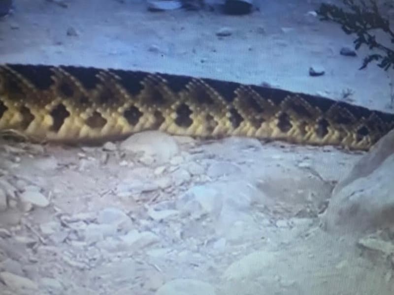 Sorprende víbora de cascabel a bañistas en río de Nuevo León