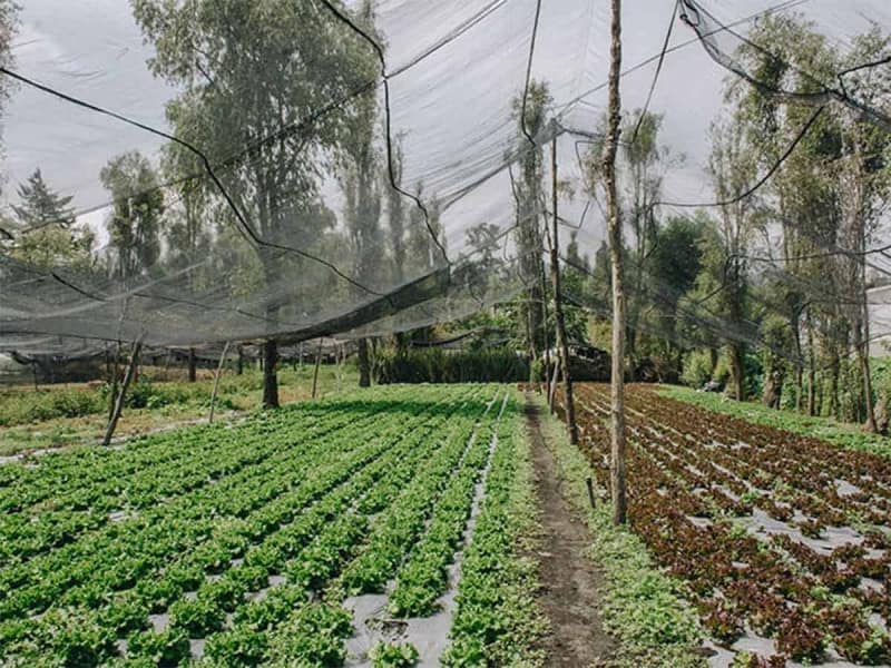 Los canales de Xochimilco están en peligro de desaparecer