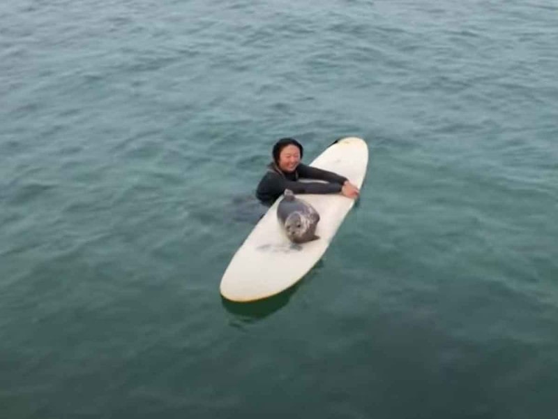 ¡Para morir de ternura! Foca bebé surfea en las playas de San Diego