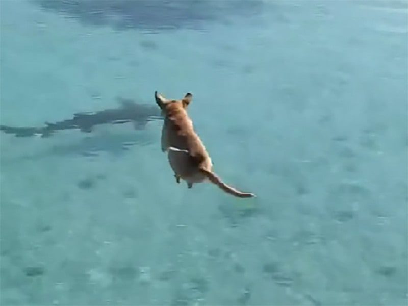 Perrito valiente entra a nadar con peligroso tiburón