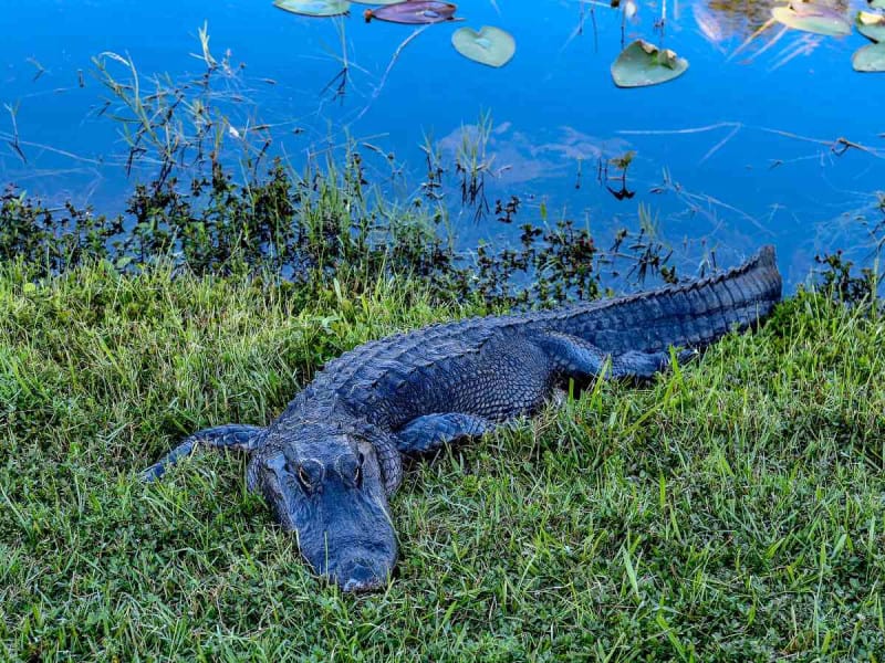 Mujer fue asesinada por un caimán mientras paseaba a su perrito